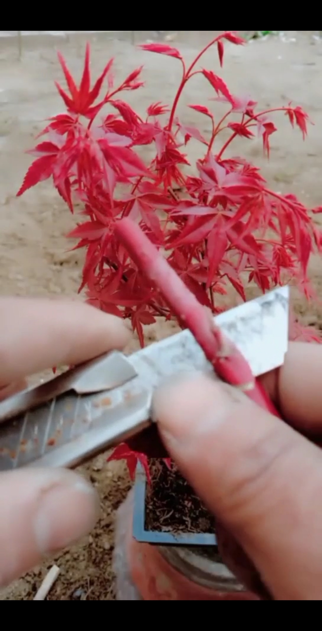 最潮劳动者#嫁接进口红枫技术,会的人太少了