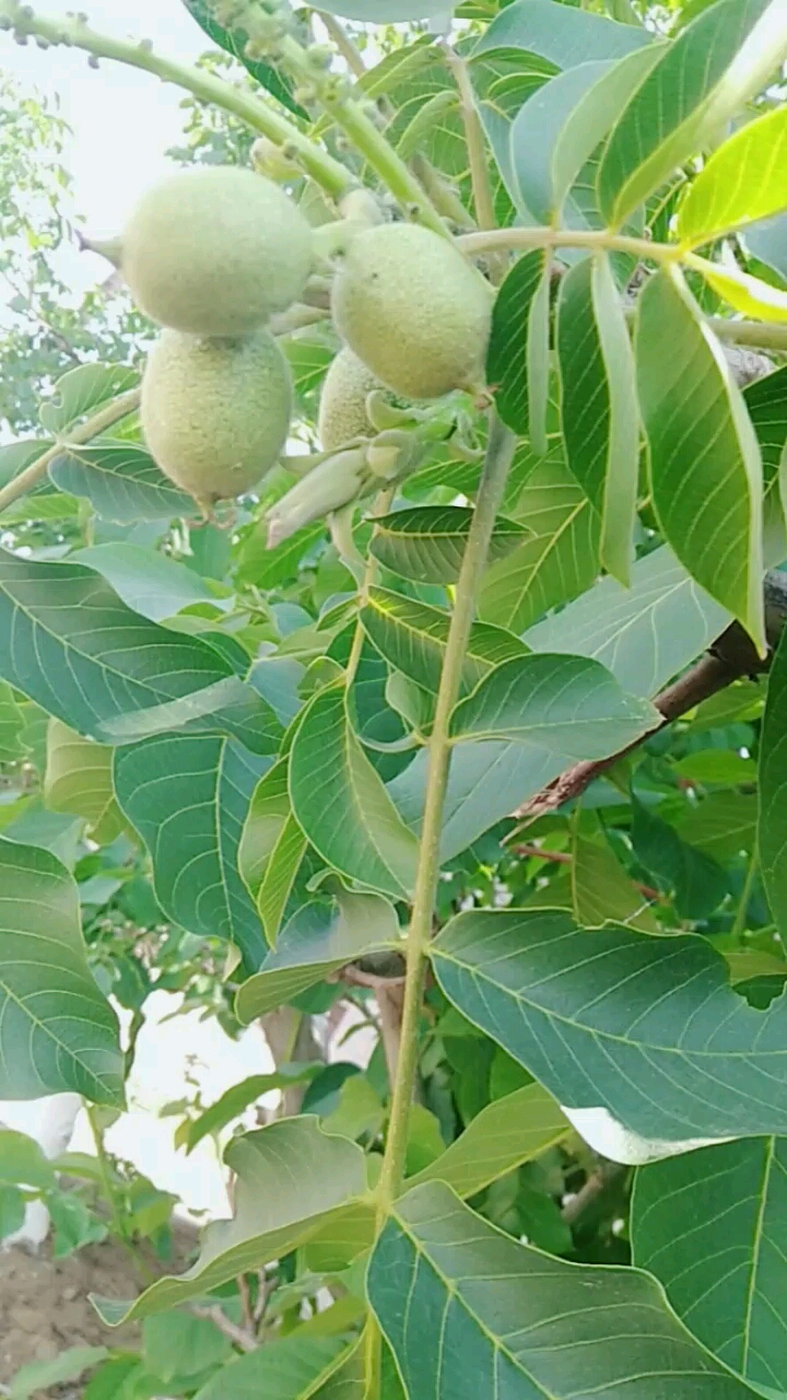 好物推荐#核桃幼果和花,成果含高蛋白和亚麻酸油,健脑.