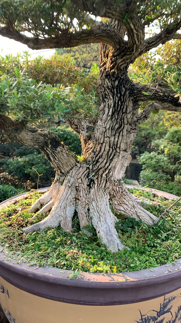 百年黄杨盆景 家有黄杨喜气洋洋