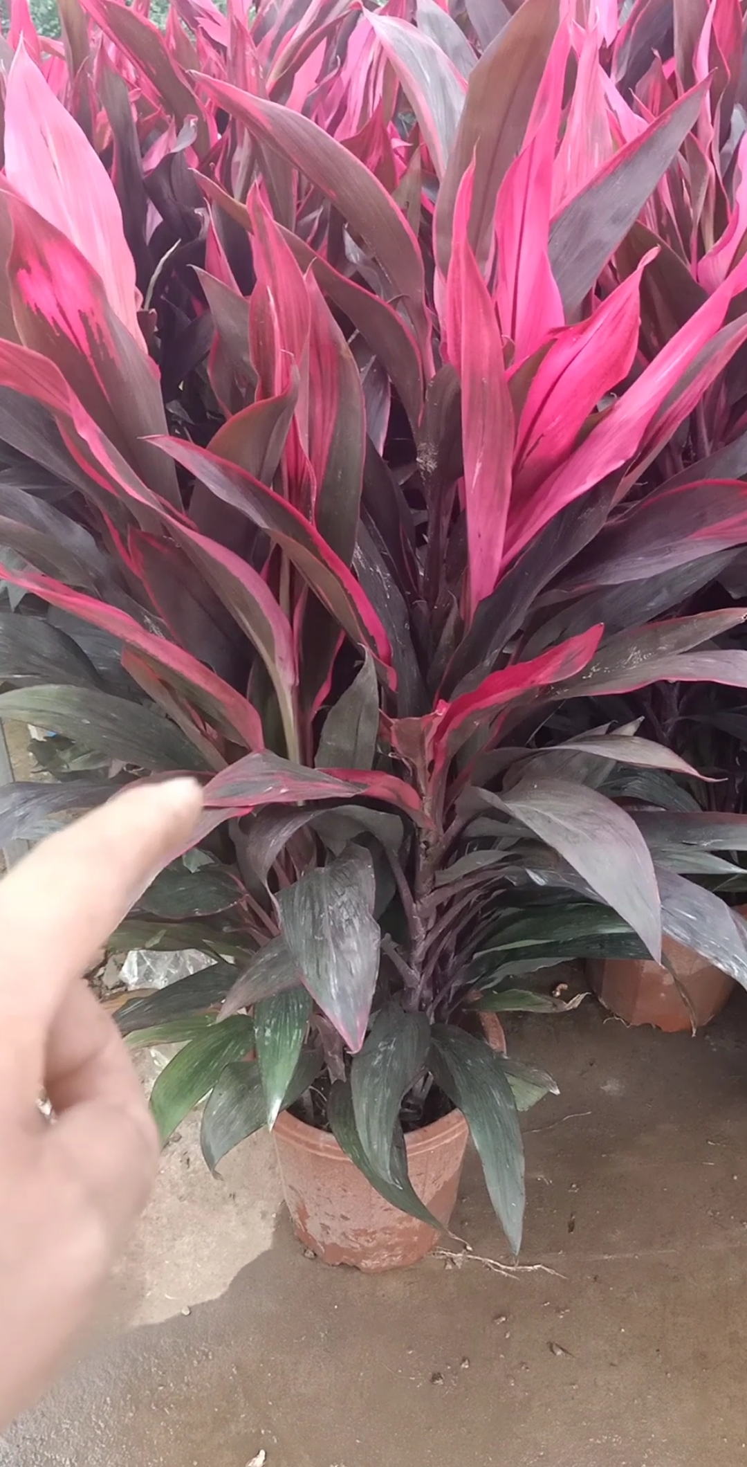 劳动最光荣#红叶富贵竹适合土栽,不适合水养?你学会了吗?-度小视