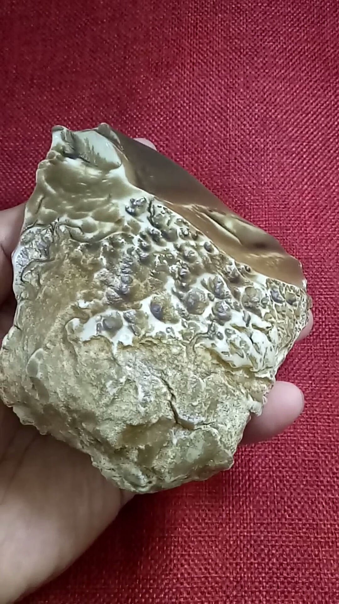 超级巨无霸地表蛋白原石#地表蛋白原石