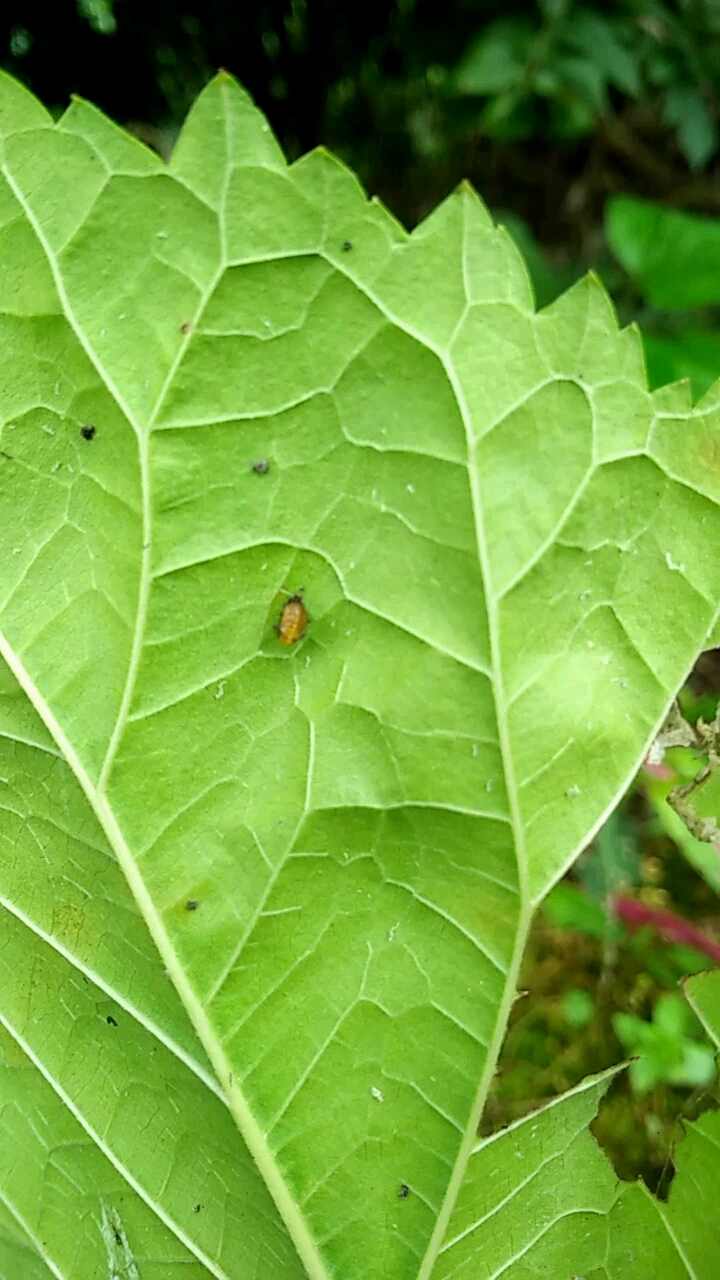 正在脱壳的虫子