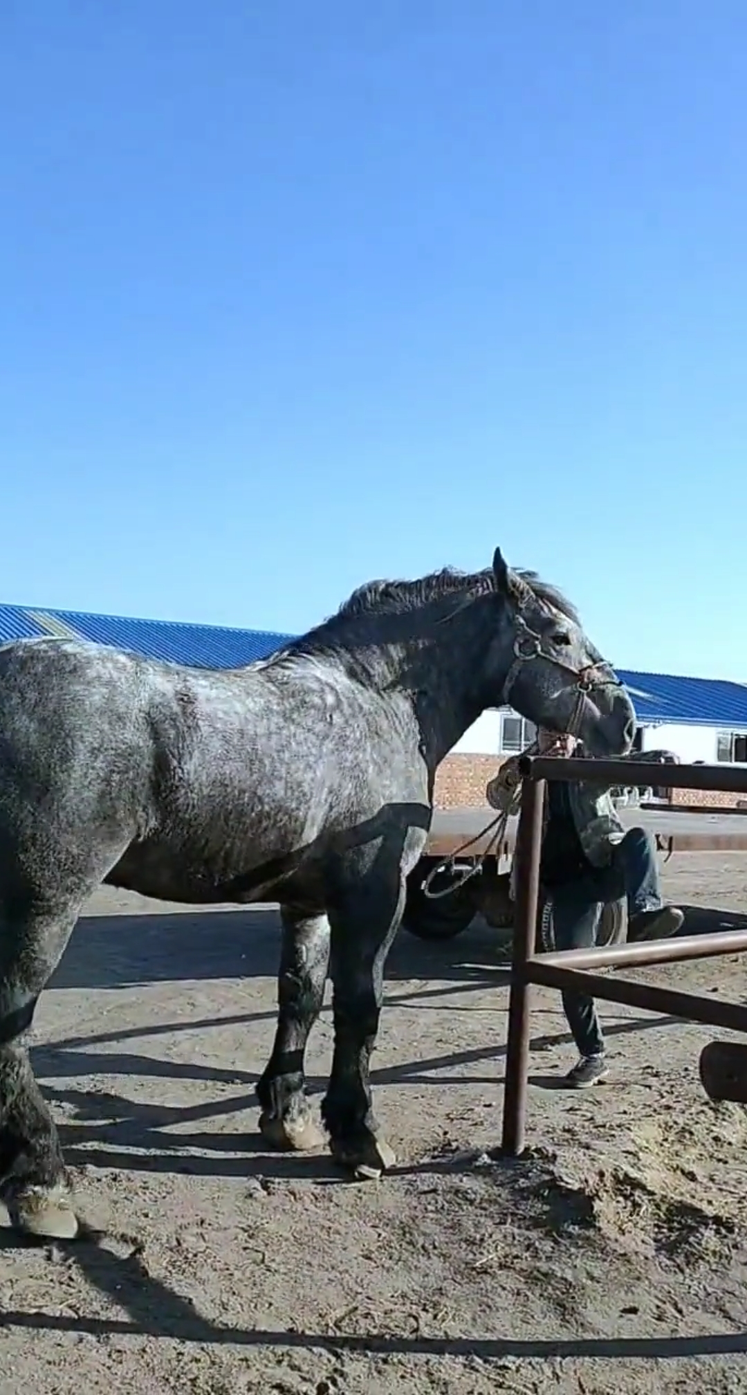 这马膘肥体壮真棒