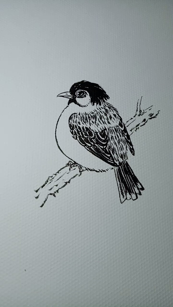 一看就会的白描画#最好学的麻雀画法,一看就会画