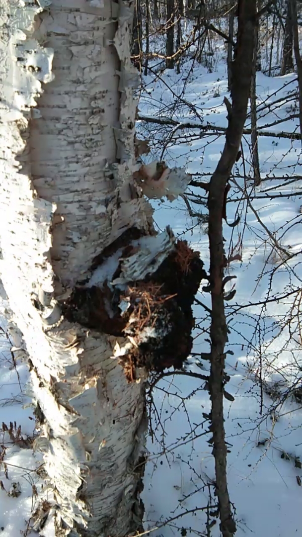 纯天然野生桦树泪,专治三高,糖尿病,抗癌,天然的胰岛素.