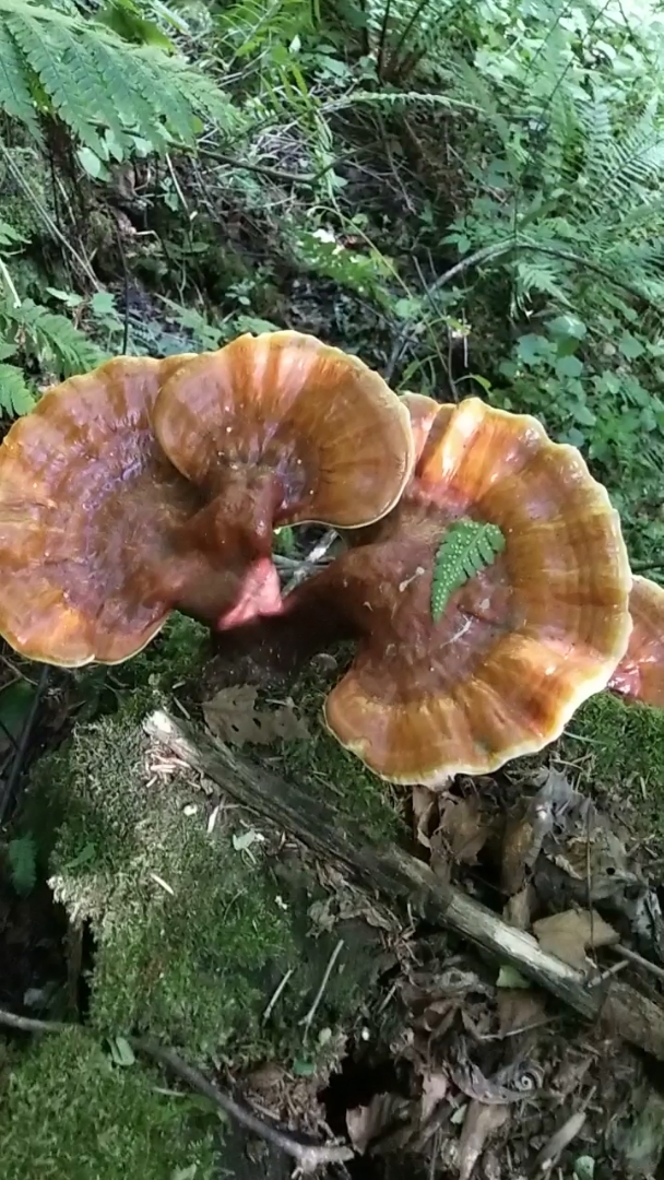 野生松杉灵芝.
