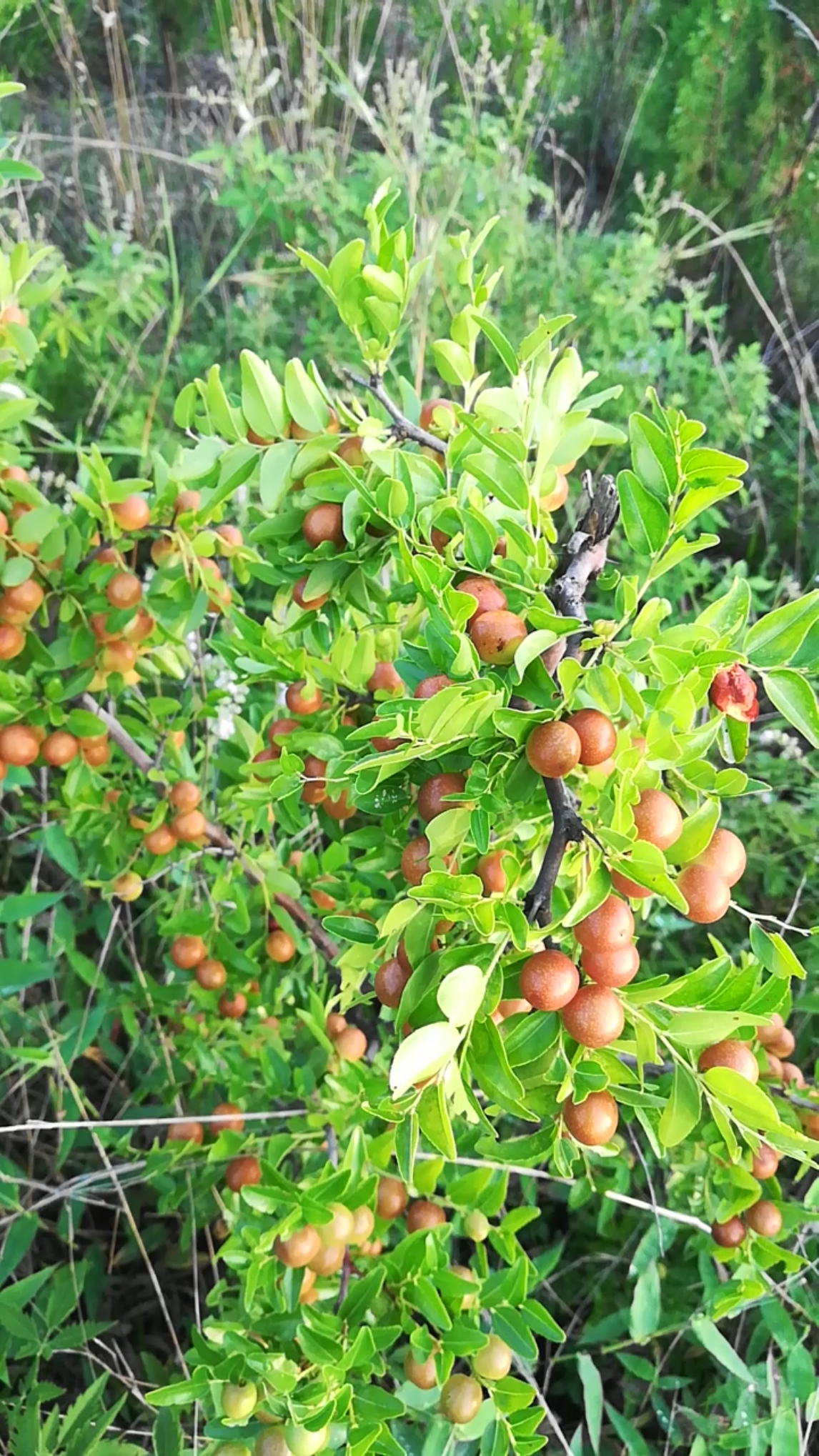 立秋#丰果山枣子,酸酸甜甜好好吃!