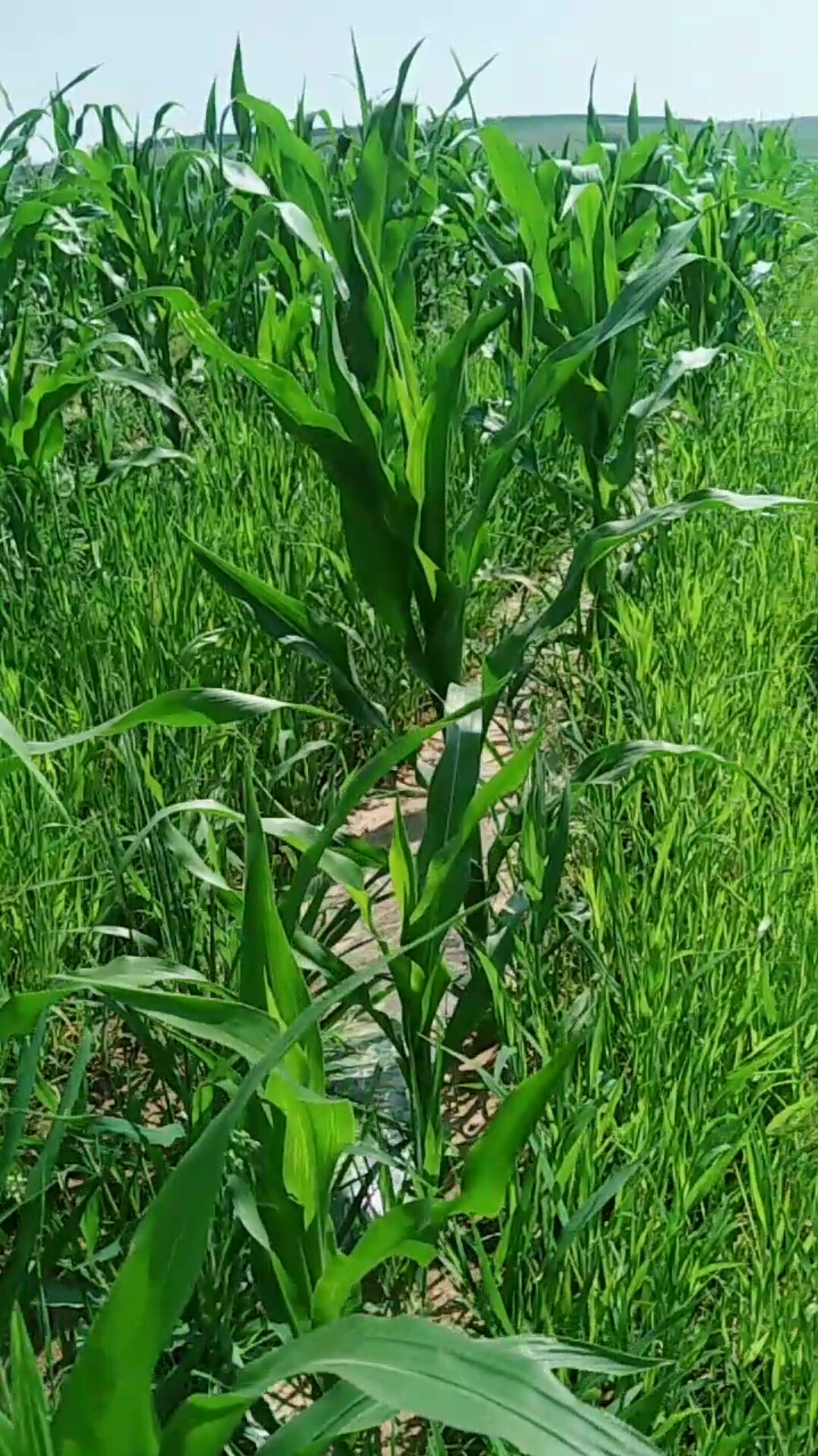 玉米田的草和玉米一样的高