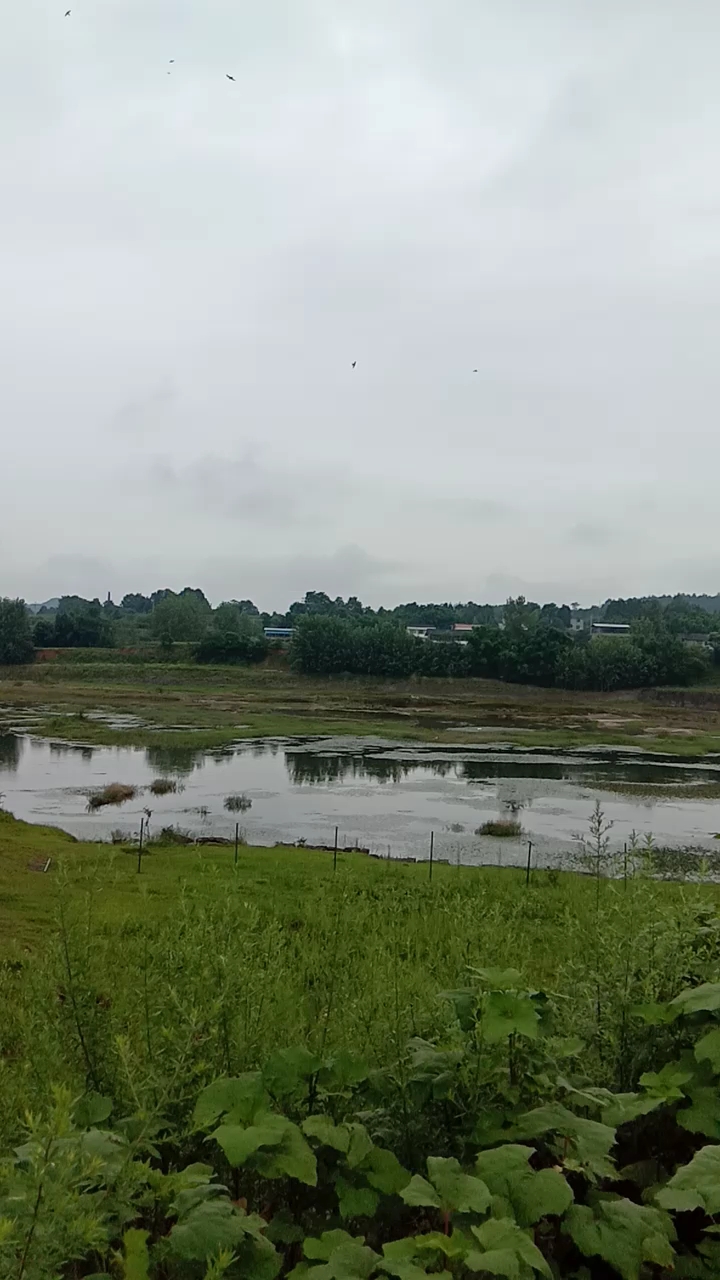 乡村生活#早上的空气格外清新,又要下雨咯