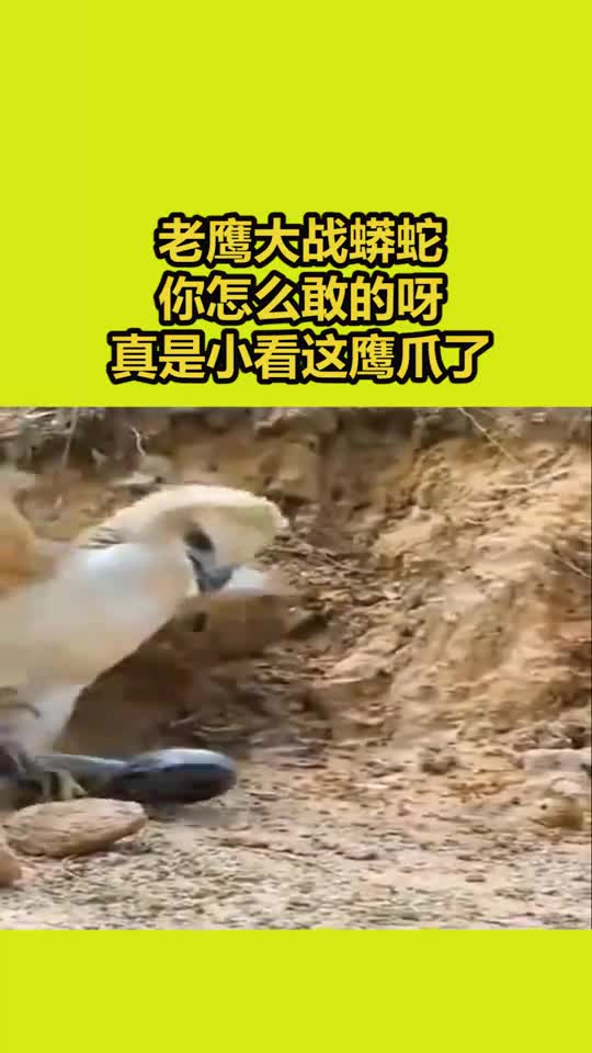 老鹰大战蟒蛇,你怎么敢的呀,真是小看这鹰爪了