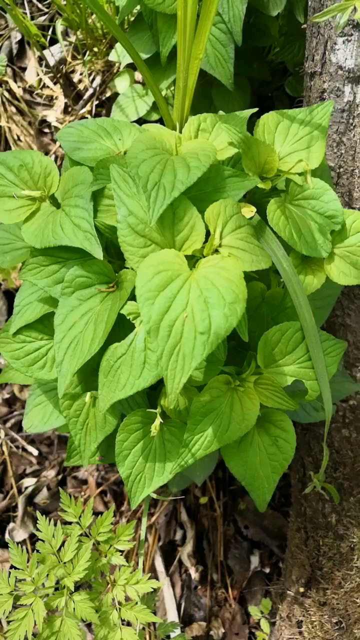 野菜之王,鸡腿堇菜