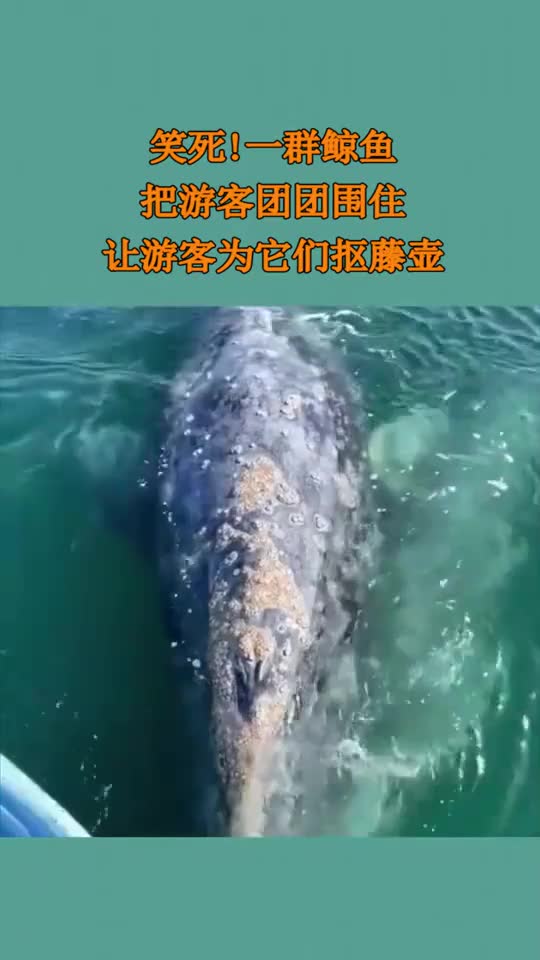笑死一群鲸鱼把游客团团围住让游客为它们抠藤壶