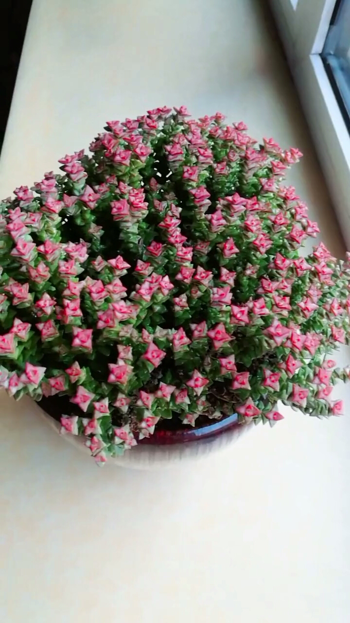 爱的魔力转圈圈#美