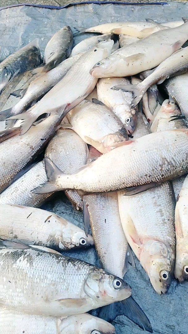 兔子鱼,做出来的鱼籽特别好吃回游鱼类