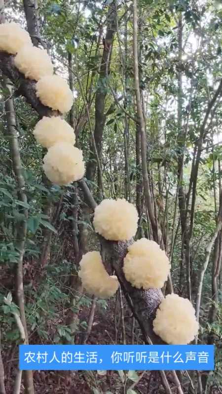 头次看到银耳长在树上,开的像花一样,欺负我没有文化吧