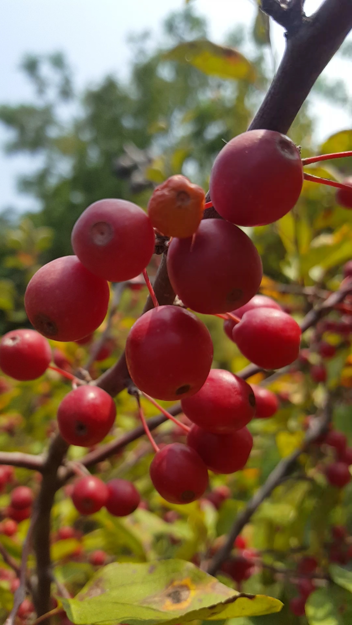 红通通的果实,漂亮极了!