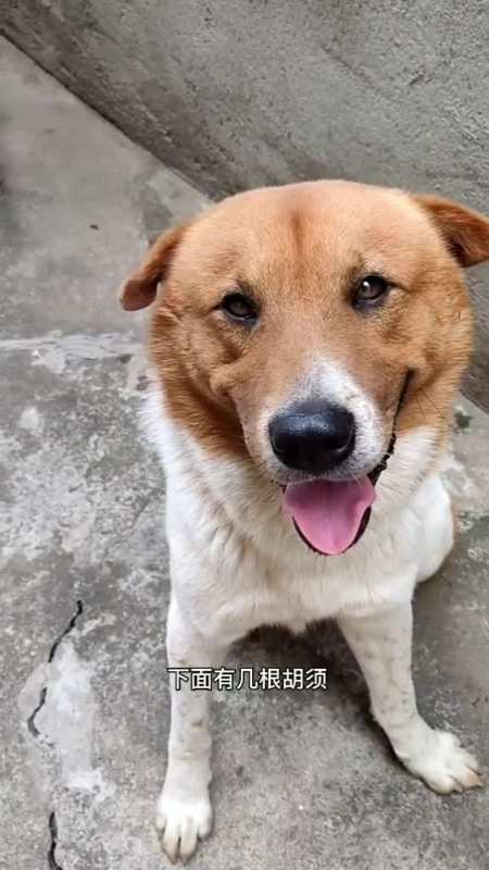 中华田园犬的下巴只长一根胡须,有何说法呢?本圈全体成员-度小视