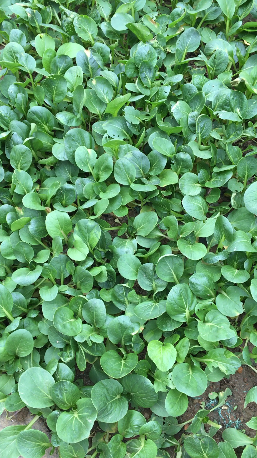 很新鲜的小青菜,家门口的小菜园