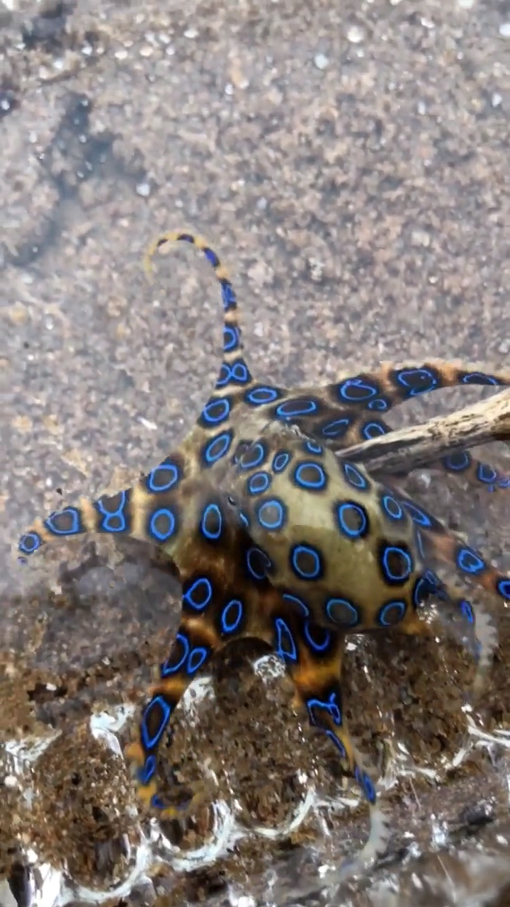 蓝环章鱼有毒的.