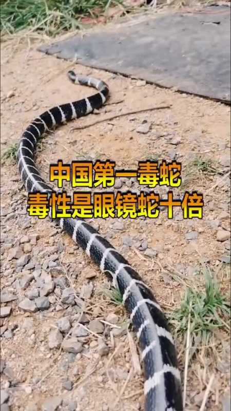 中国最毒的蛇,比眼镜王蛇还毒,几毫克蛇毒就能致人死地