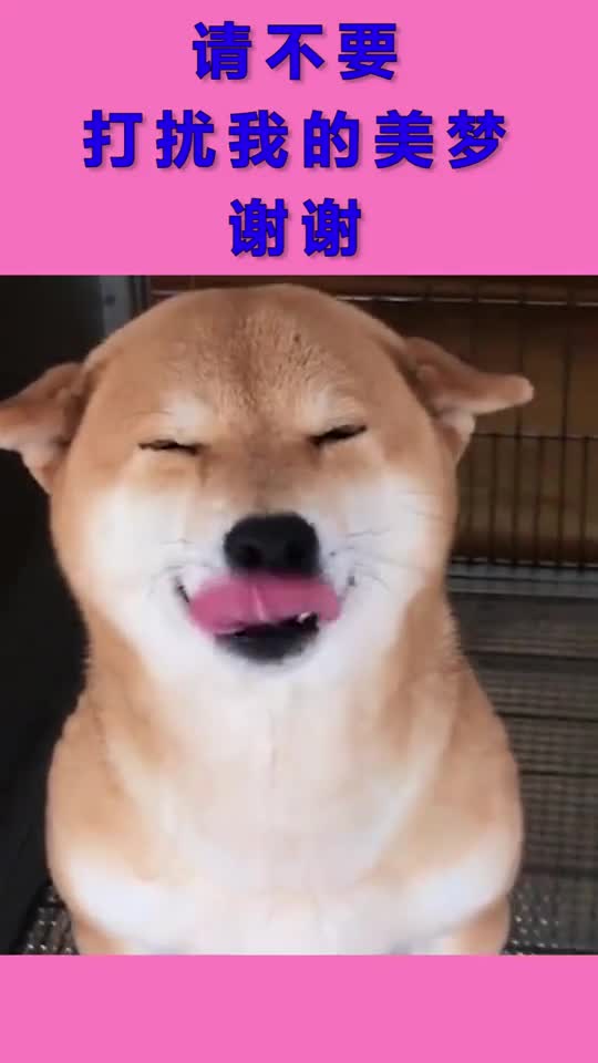 你好,请不要打扰我的美梦,谢谢!-度小视