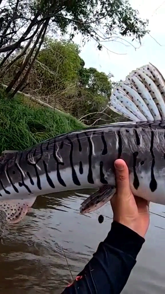 我太难了#虎纹鸭嘴鱼,漂亮吧!