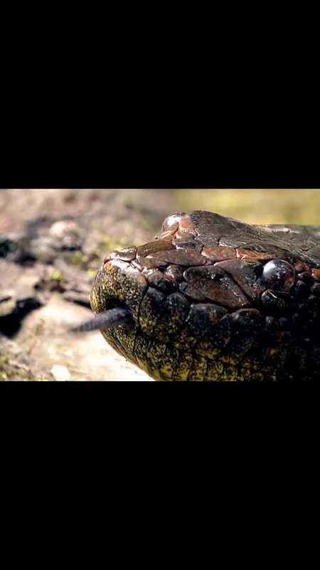 动物世界亚马逊森蚺,一口能吞下美洲豹的巨蛇,它到底有多大你自己看