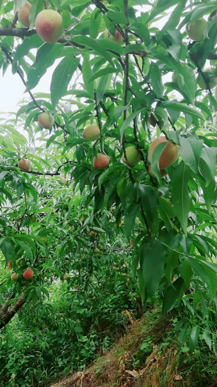 四月桃,有想吃的吗?