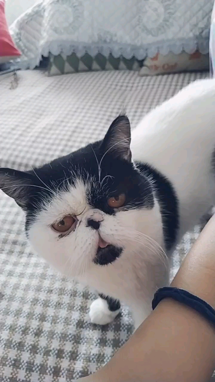 小丑猫目不转睛地看着我.