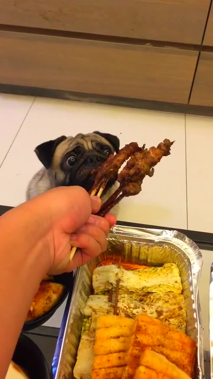 狗子:烧烤真香,主人给我吃串吧!