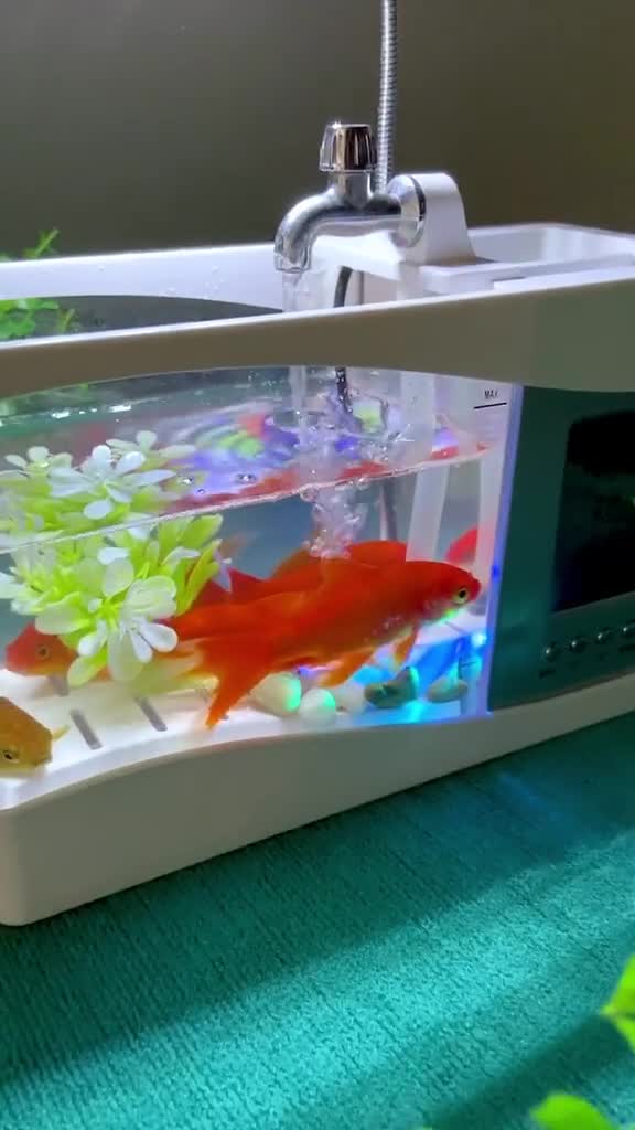 迷你小鱼缸,家里办公室都可以养