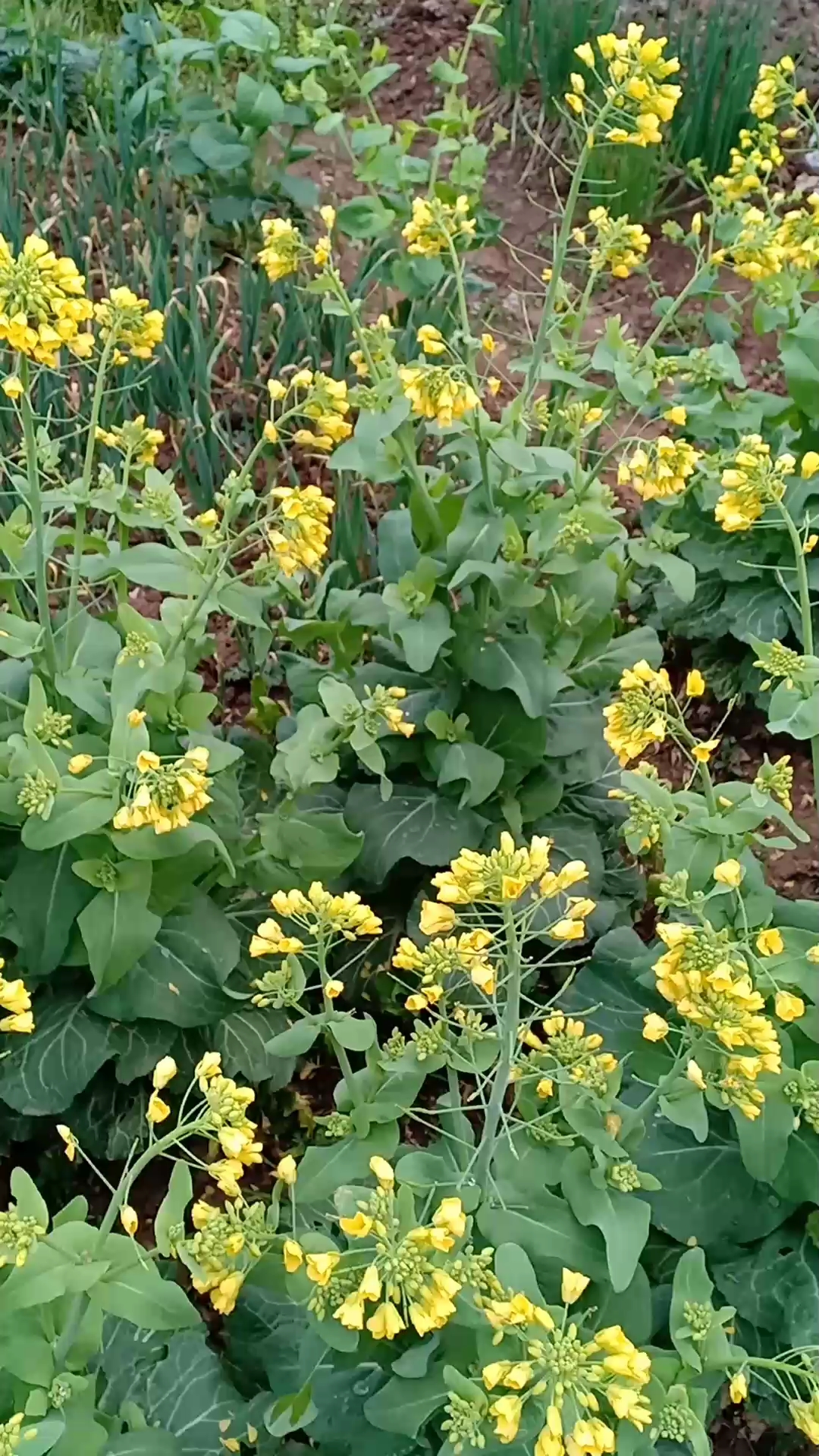 娃娃菜花好看吧