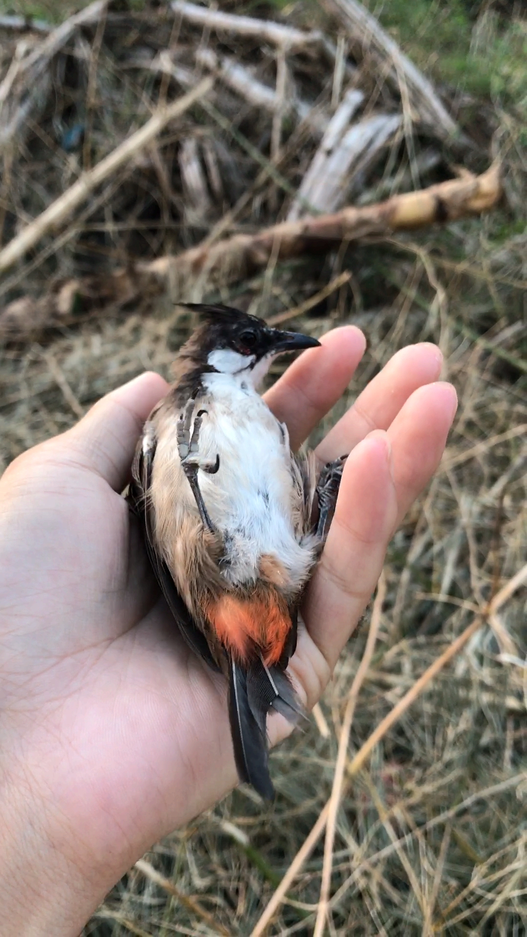 捡到一只红屁股