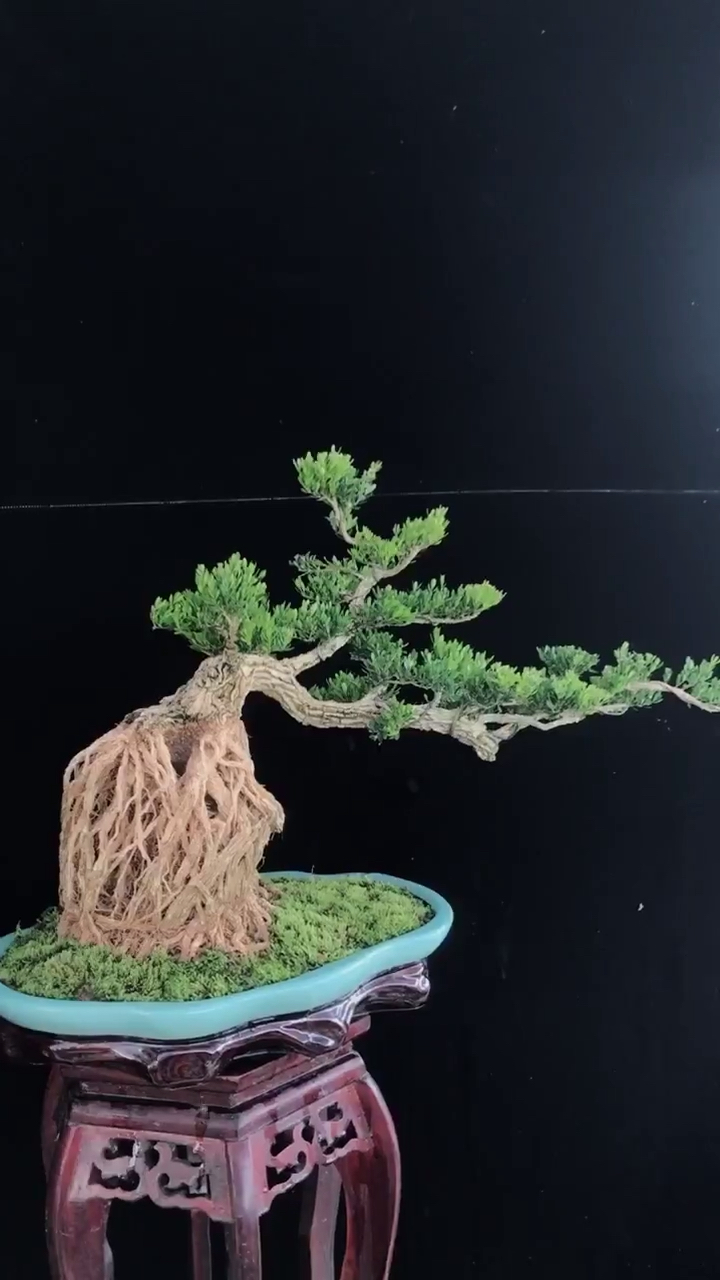 广东雀舌黄杨盆景基地精品提根