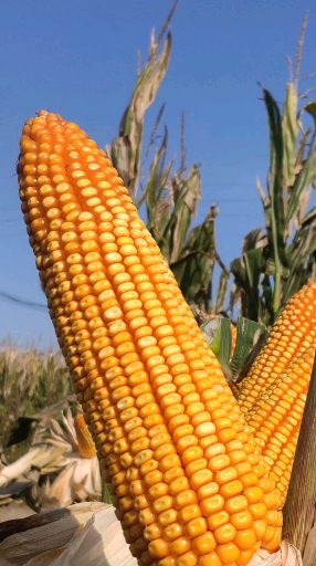 我要上热门#瑞普908  丰收千万家