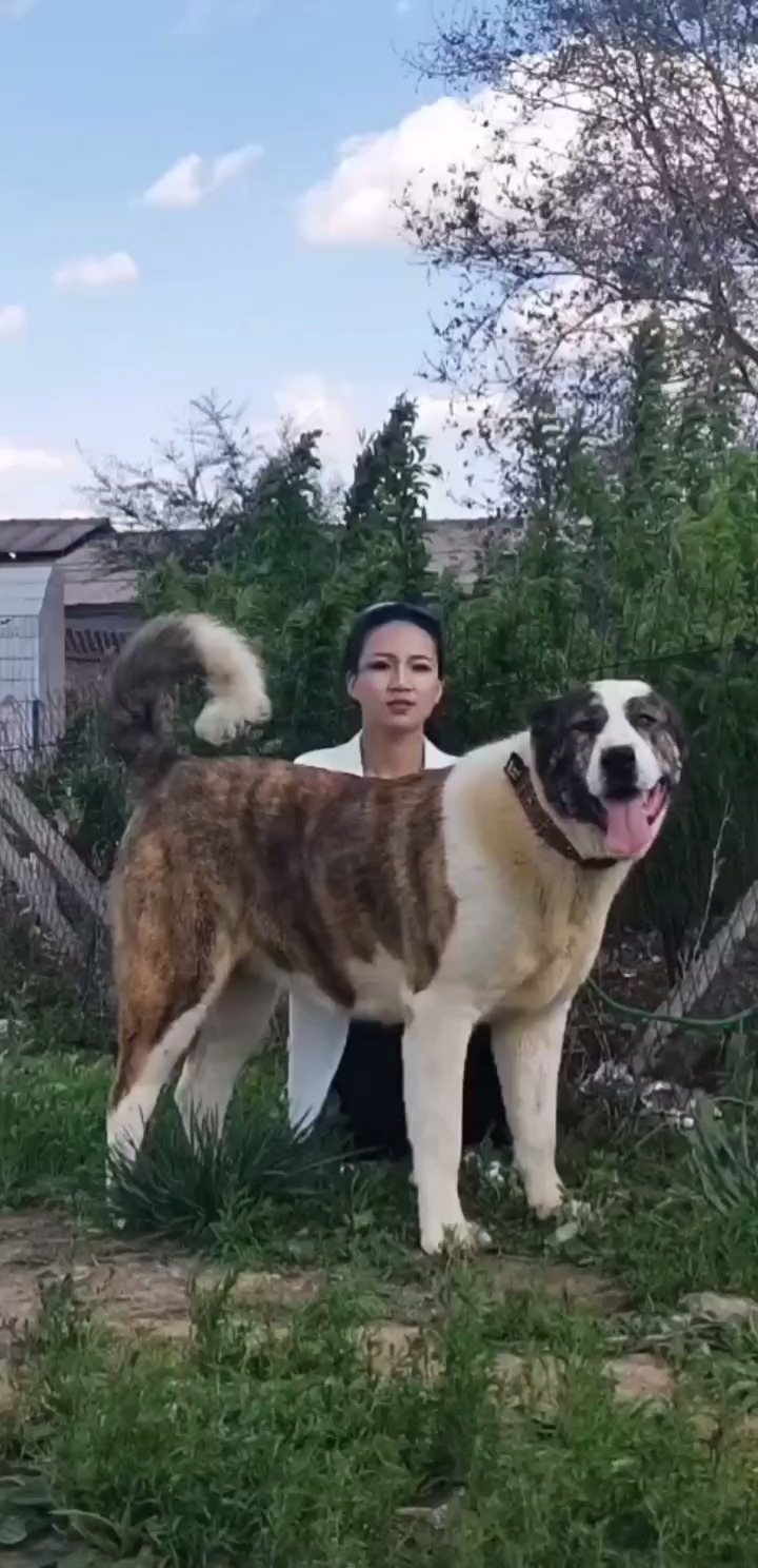 中亚牧羊犬#中亚牧羊犬