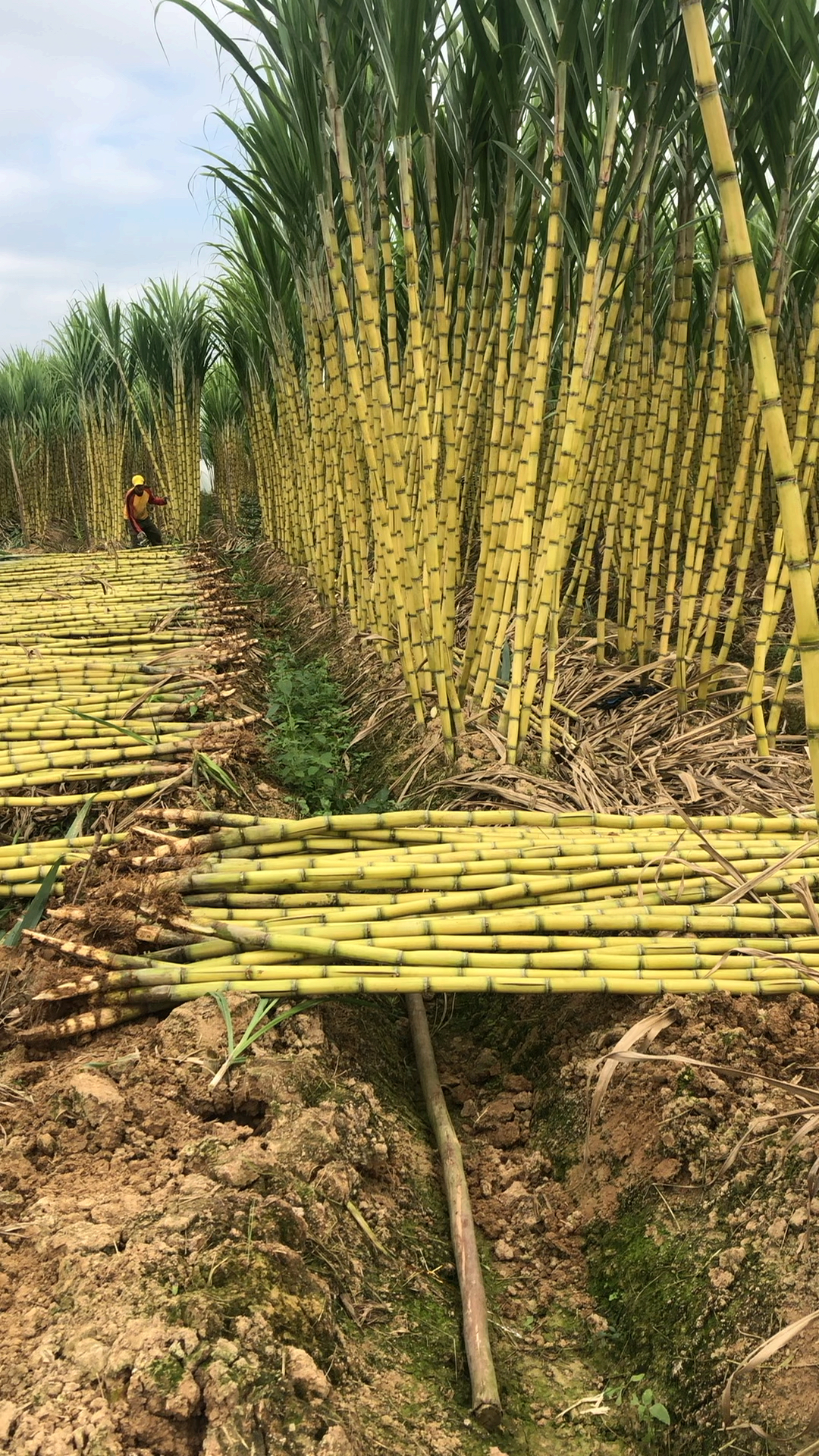 乡村生活#据说这种甘蔗特别甜特别脆