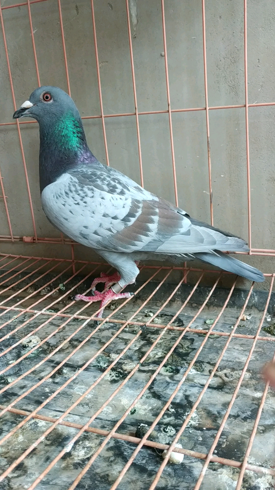 2018年特留种鸽,号称卡普专线黄杠.-度小视