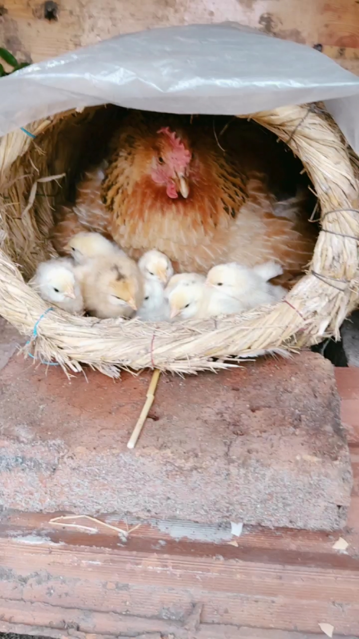 不让人靠前护着小鸡宝宝