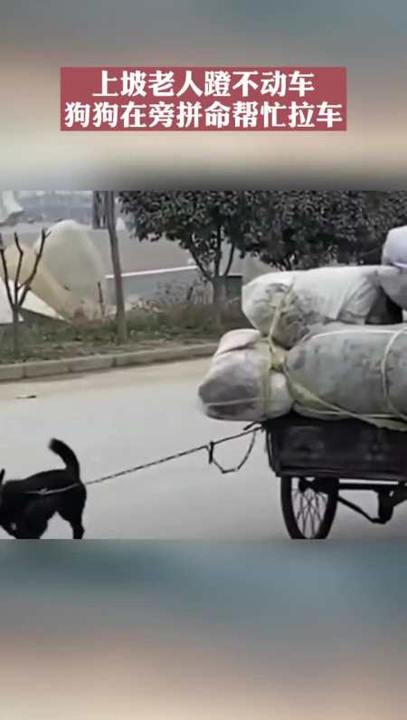 上坡老人蹬不动车,狗狗在旁拼命帮忙拉车.