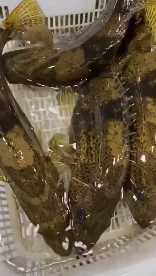 淡水鱼之最属千岛湖纯野生圆筒鳜鱼