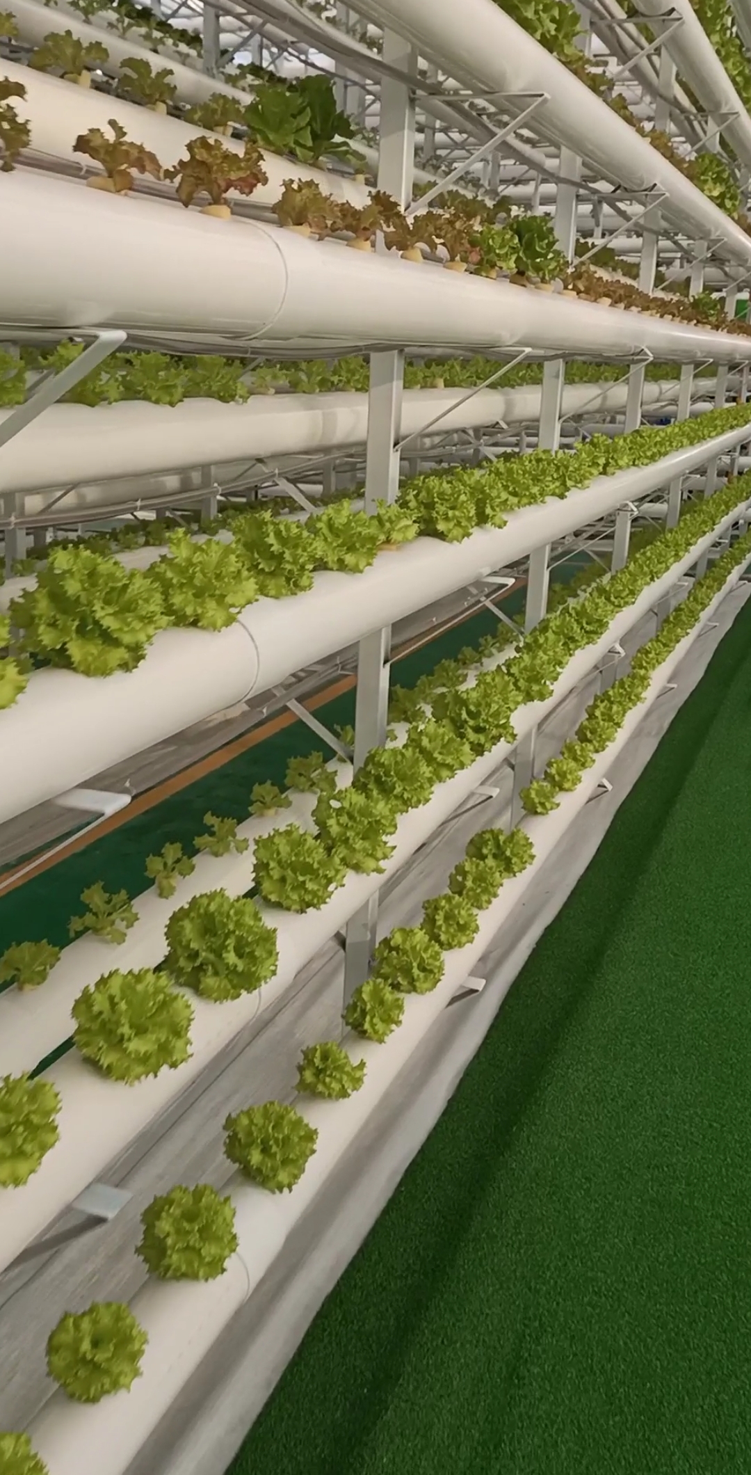 最潮劳动者#农业高科技无土管道式栽培蔬菜技术,你怎么看?