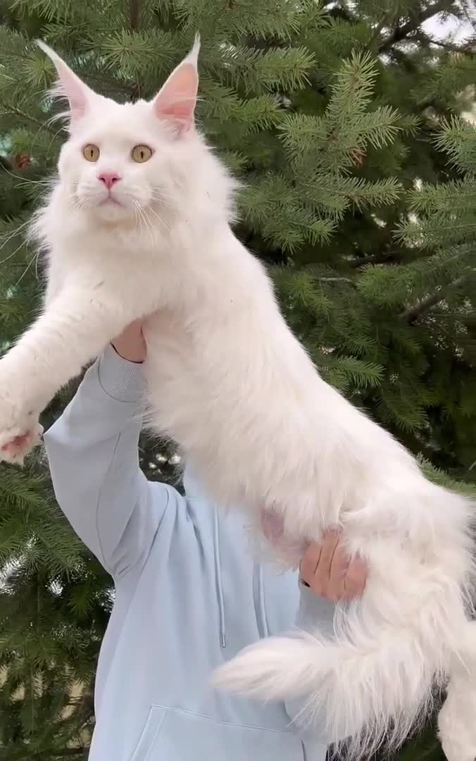 #我要上热门#大体纯白弟弟缅因猫缅因猫宝宝