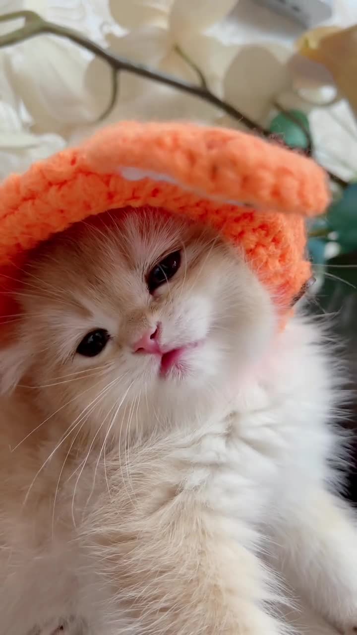 被迫营业的猫猫家有萌宠小奶猫