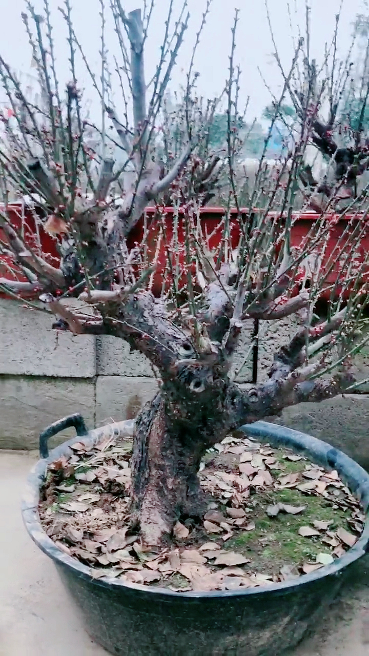 我的小花园#精品原生骨里红红梅老桩来啦!