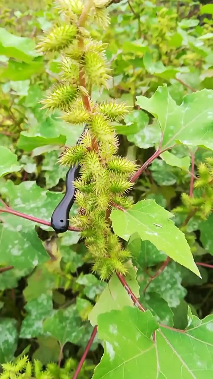 热爱生活,发现大自然之美.关于苍耳子.