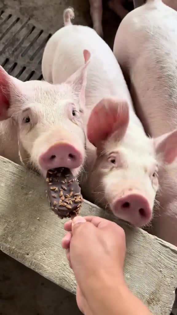 时代一点点在变好,猪也吃上冰激凌了