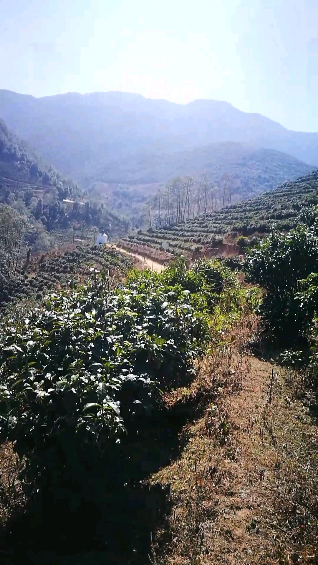 如约而至 凤庆 京竹林茶园