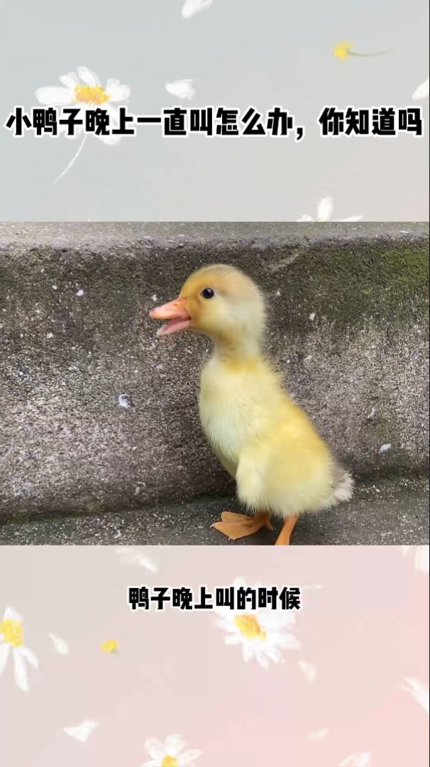 小鸭子晚上一直叫怎么办你知道吗
