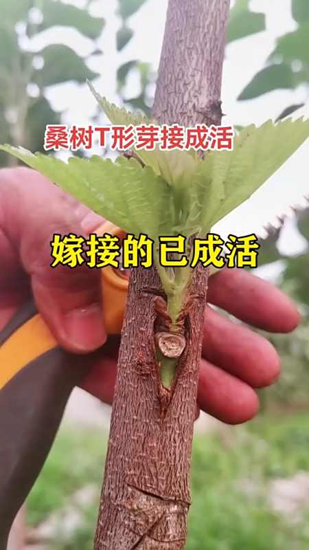 为农民点赞#桑树t形嫁接已成活